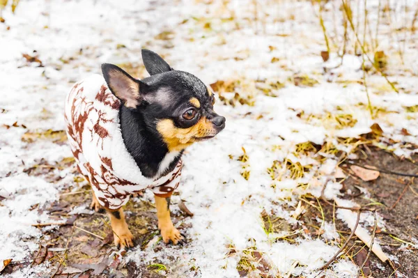 Animal, pet. Chihuahua dog in clothes in winter on a snowy day.