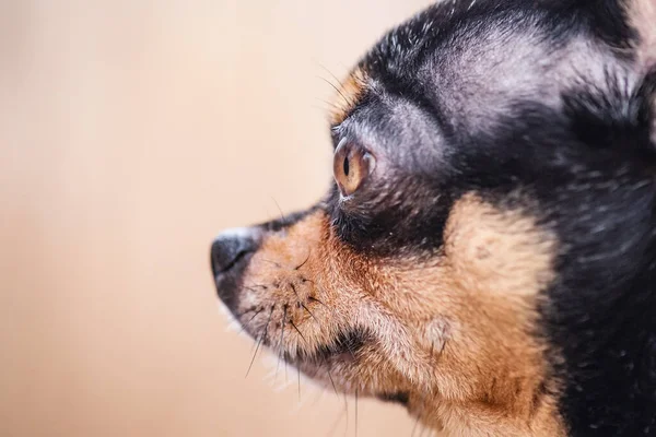 Animale Animale Companie Chihuahua Câine Tricolor Negru Alb Maro — Fotografie, imagine de stoc