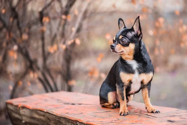 Animale Tesoro Chihuahua Cane Tricolore Nero Marrone Bianco — Foto Stock