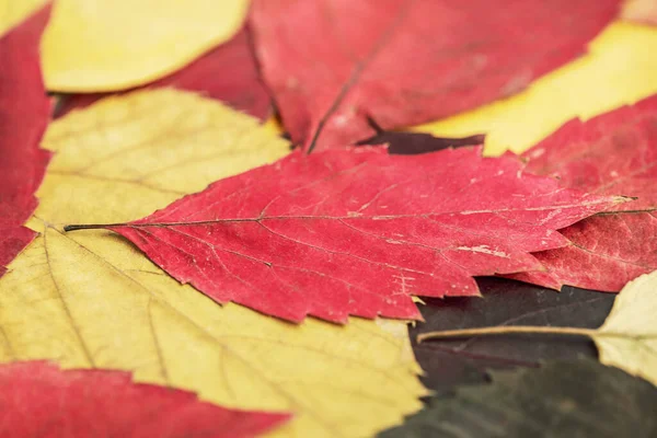 红色和棕色的树叶 秋天是一年的季节 — 图库照片