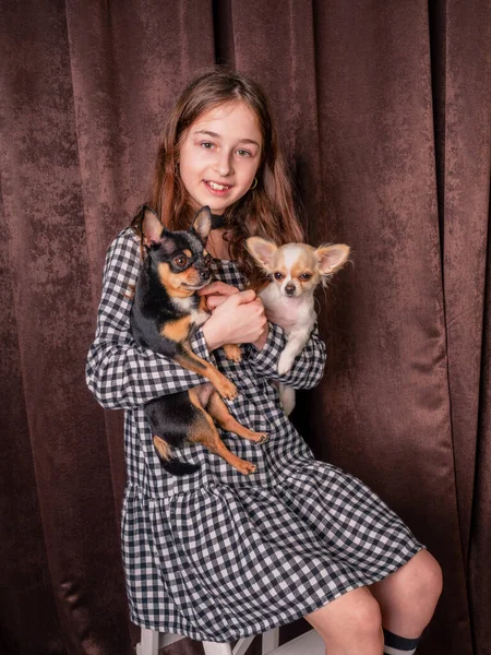 Dívka Zvířata Puberťačka Dvěma Černobílými Mini Čivavy Psy Náručí — Stock fotografie