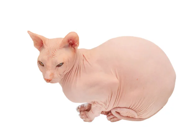 Portret Łysego Kota Różowy Kot Sfinks Izolowany Białym Tle — Zdjęcie stockowe