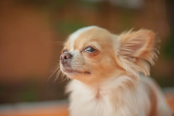 Dog Mini Breed Dog Chihuahua White Color Portrait Close — Stok fotoğraf