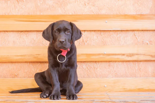 Small Black Labrador Retriever Puppy Sitting Bench Portrait Dog — Stockfoto