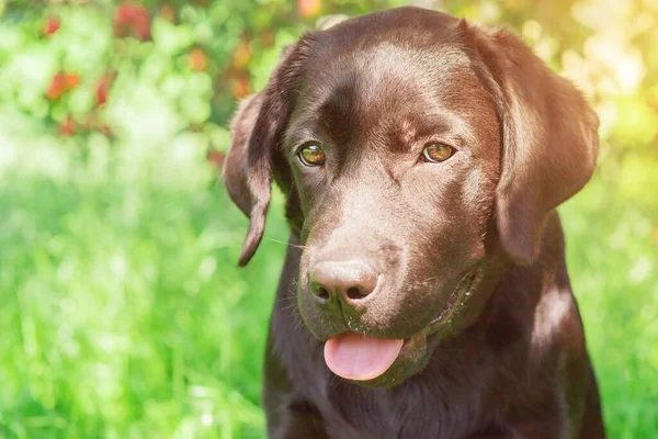 Dog Sunny Day Labrador Retriever Puppy Portrait Pet — Fotografia de Stock