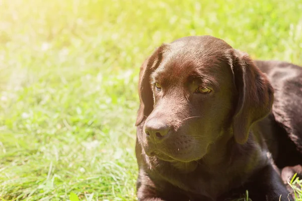 Puppy Pet Labrador Retriever Dog Lies Green Grass Sunny Day — Stockfoto