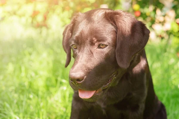 Dog Sunny Day Labrador Retriever Puppy Portrait Background Tree Fruits — Fotografia de Stock