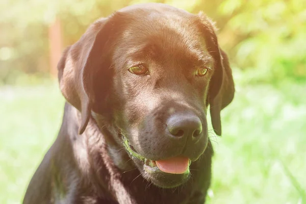 Dog Sunny Day Labrador Retriever Puppy Portrait Pet Dog Green — Stockfoto