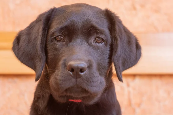 Black Labrador Retriever Puppy Puppy Beige Background Soft Focus Eyes — Fotografia de Stock