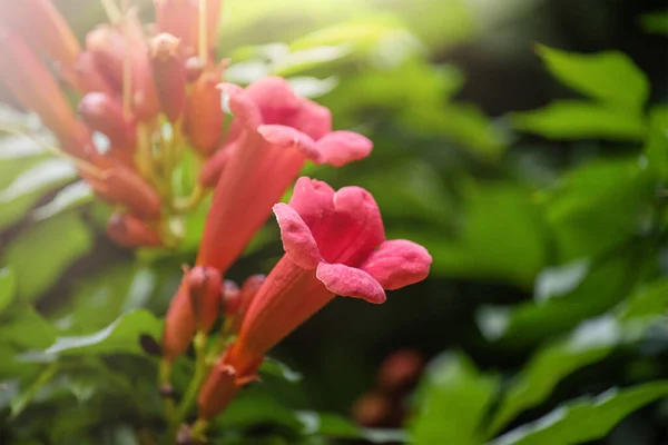 Campsis Flamenco Ljusa Orange Blommor Slingrar Sig Över Staketet Grönska — Stockfoto