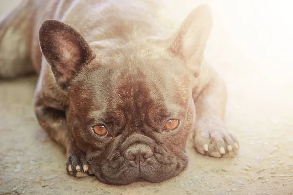 Beautiful Puppy Young Dog French Bulldog Breed Lies Sunny Day — Fotografie, imagine de stoc