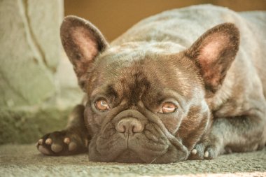 Gözlere odaklanmak için dar bir alan. Fransız bulldog cinsinin genç bir köpeği güneşli bir günde yatar. Yavru köpek..