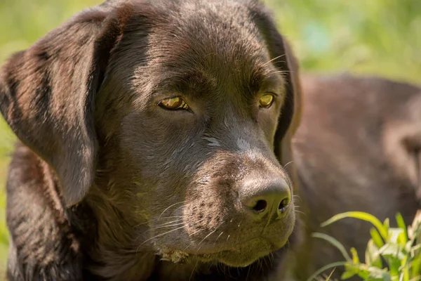 Narrow Focus Zone Eyes Young Labrador Retriever Dog Lies Grass — Stockfoto