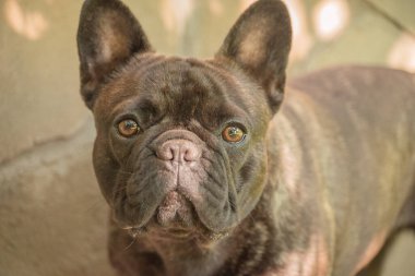 Gözlere odaklanmak için dar bir alan. Güneşli bir günde Fransız bulldog cinsinin genç bir köpeği. Yavru köpek..