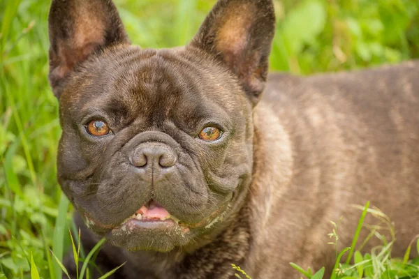 Beautiful French Bulldog Puppy Dog French Bulldog Color Black Brindle — Fotografie, imagine de stoc