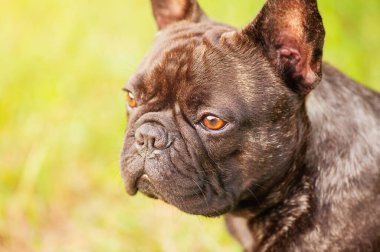 A young dog on a background of green grass. French bulldog black and brindle color close-up portrait