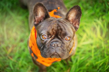 Halloween, a dog in a bandana. A young french bulldog dog stands on the grass and looks at the camera.