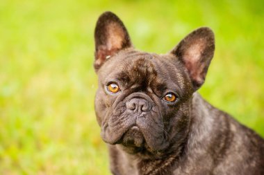 A young dog on a background of green grass. French bulldog black and brindle color close-up portrait