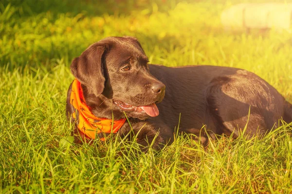 Halloween Dog Bandana Young Black Labrador Retriever Dog — Stockfoto