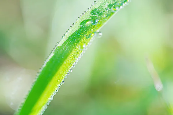 Macro Nature Green Grass Macro Photo Dew Drops — Foto de Stock