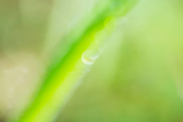 Abstract Background Natural Green Color Blurred Focus Defocus Light — Stockfoto