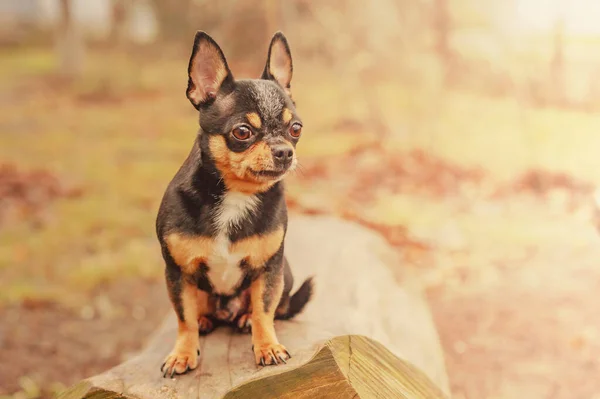 Small Thoroughbred Dog Nature Chihuahua Tricolor Dog Stock Photo