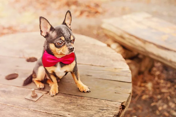 Small Thoroughbred Dog Nature Chihuahua Tricolor Dog Red Bow Tie — Fotografie, imagine de stoc