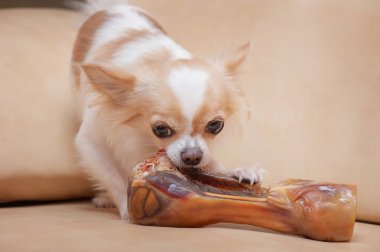 Köpek yer. Bir chihuahua köpeği deri bir kanepeyi kemirir..