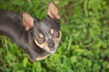Yeşil arka planda Mini Chihuahua. Üç renkli bir chihuahua köpeği kameraya bakıyor..
