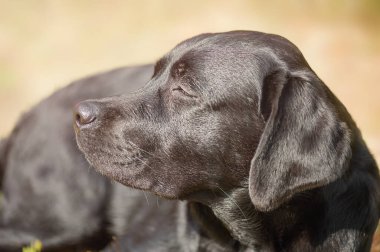 Köpek dinleniyor. Güneşli bir günde, siyah bir labrador av köpeği bej rengi bir arka planda yatar..