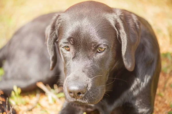 Hunden Vilar Svart Labrador Retriever Ligger Beige Naturlig Bakgrund Solig — Stockfoto