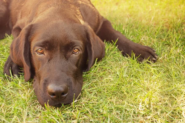 Cão Está Olhar Para Câmara Labrador Júnior Mentiras Grama Verde — Fotografia de Stock