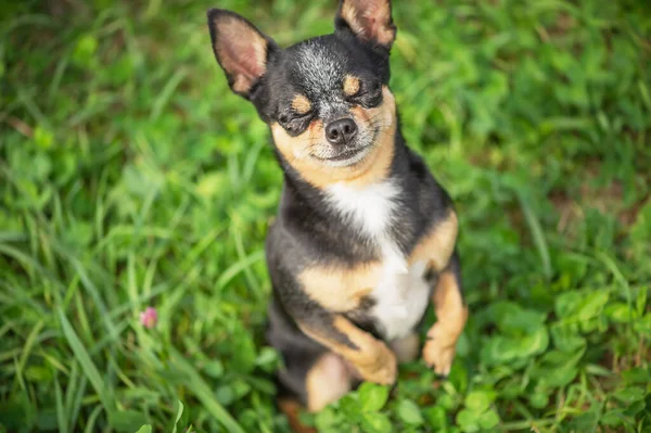 Mini Cane Razza Cucciolo Cane Chihuahua Gode Del Bel Tempo — Foto Stock