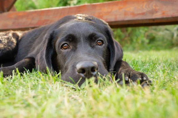 Husdjuret Vilar Svart Labrador Retriever Hund Ligger Grön Gräsmatta — Stockfoto