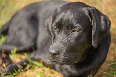Köpek dinleniyor. Güneşli bir günde, siyah bir labrador av köpeği bej rengi bir arka planda yatar..