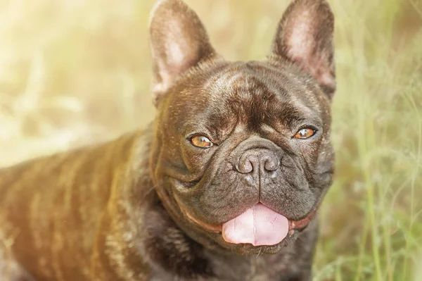 Cool dog. Portrait of a young dog of the French bulldog breed with brindle color.