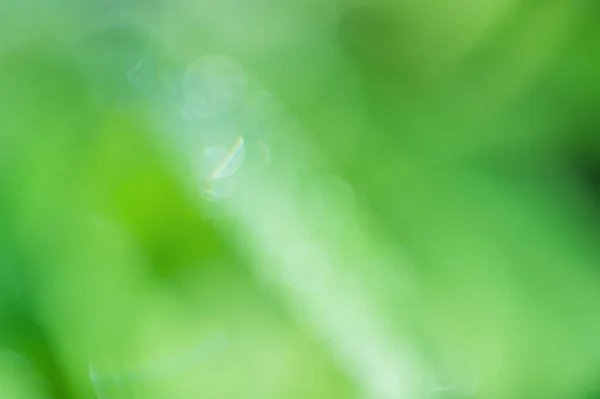 Абстрактний Фон Природного Зеленого Кольору Розмитий Фокус Дефокусування Світла — стокове фото