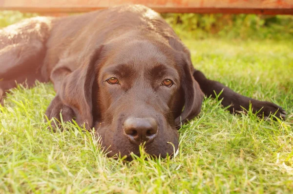 Ett Husdjur Ligger Gräset Labrador Retriever Hund — Stockfoto