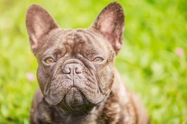Köpek siyah ve buldog cinsinden bir köpektir. Yeşil çimlerin üzerinde genç bir köpek