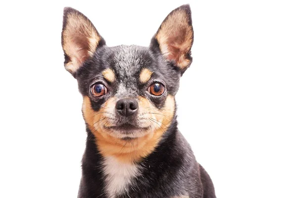 Retrato Chihuahua Tricolor Aislamiento Perro Adulto Blanco —  Fotos de Stock
