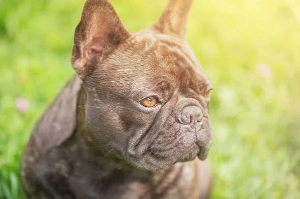 Câinele Este Negru Brindle Rasei Bulldog Franceze Câine Tânăr Fundal — Fotografie, imagine de stoc