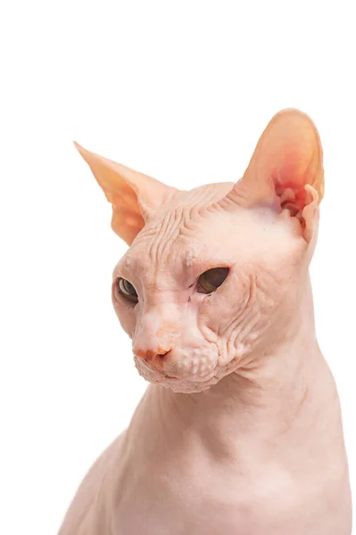 被白色隔离的猫 白色背景的唐 斯皮克斯猫的肖像 — 图库照片