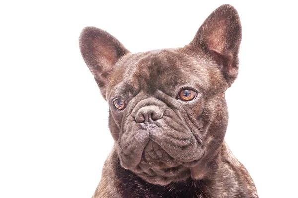 Franceză Bulldog Portret Studio Macro Izolați Câinii Adulți Fundal Alb — Fotografie, imagine de stoc