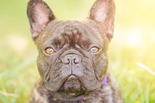 Cool Dog Portretul Unui Câine Tânăr Din Rasa Buldog Franceză — Fotografie, imagine de stoc