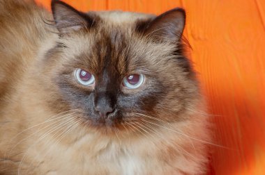 Turuncu arka planda kedi boyama noktası. Sibirya maskeli kedisi.