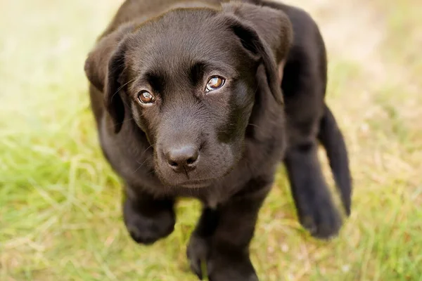 Svart Labrador Valp Bakgrund Grönt Gräs Labrador Retriever Hund — Stockfoto