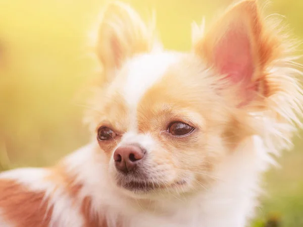 Minihund Auf Gras Porträt Eines Langhaarigen Chihuahua Weißer Und Roter — Stockfoto