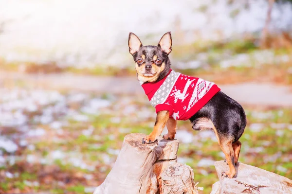 Perro Jersey Rojo Navidad Perro Chihuahua Negro Está Pie Sobre — Foto de Stock