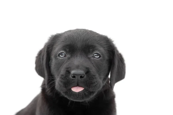 Porträtt Labradorhund Liten Svart Valp Vit Bakgrund Isolat — Stockfoto