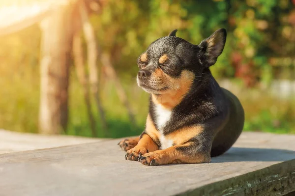 Mini Dog Walk Chihuahua Dog Lies Background Nature Sunny Day — Stock Photo, Image